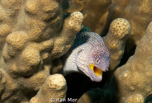 Small Moray in Eilat by Ran Mor 